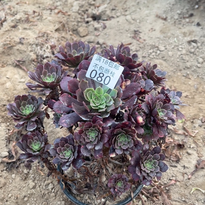 080黑铜壶变异手捧1北