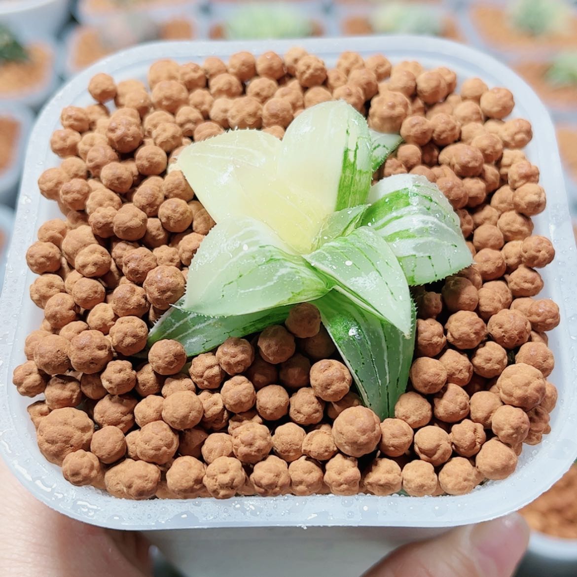 【闪购商品】实生锦