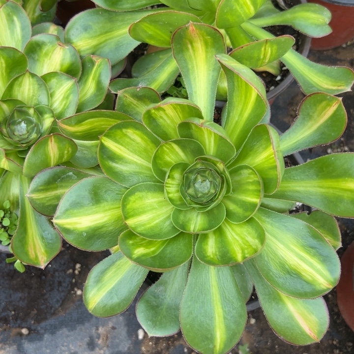 多肉植物颜子中班