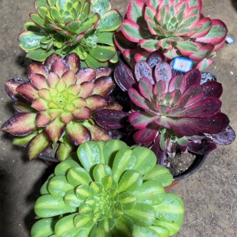 147多肉植物组合