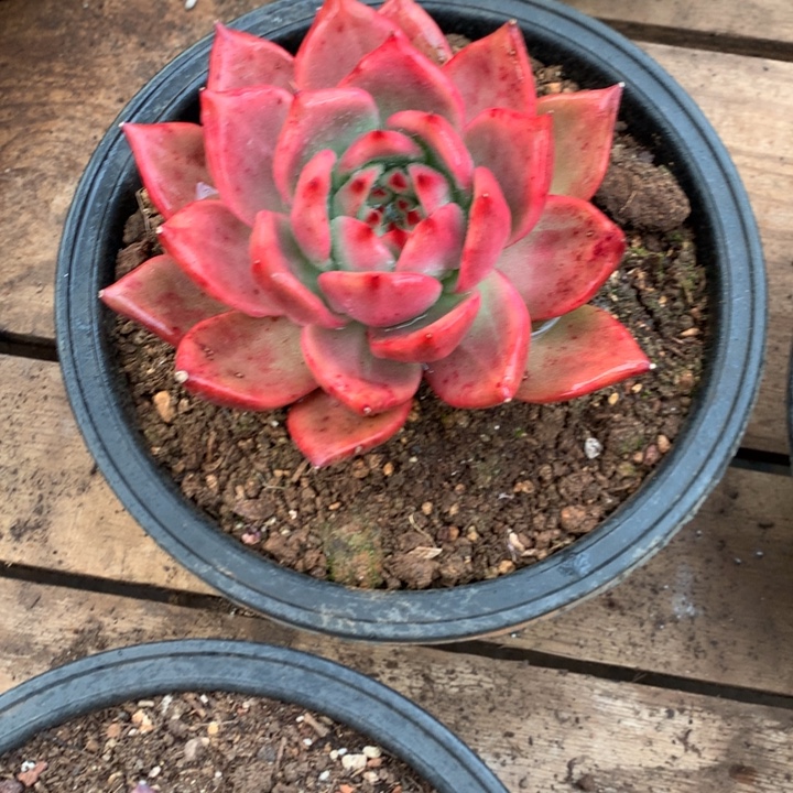 美肉特价活动开始啦