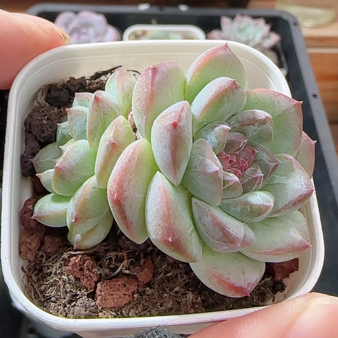 多肉0926--133糖心