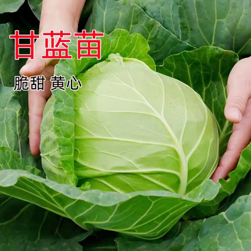 甘兰秧苗甘蓝苗卷心菜包菜花菜苗大头菜包心菜秧苗菜种苗圆蔬菜苗