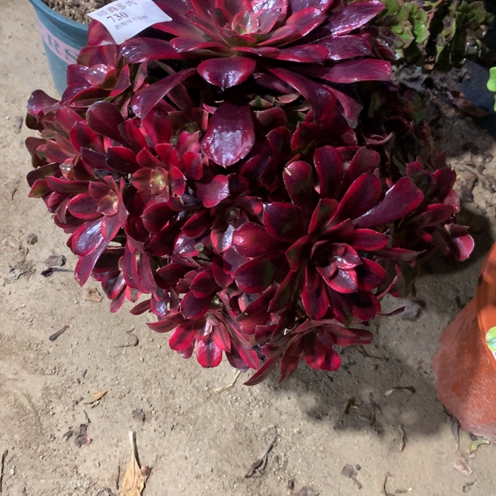 730蒙娜丽莎多肉植物特价