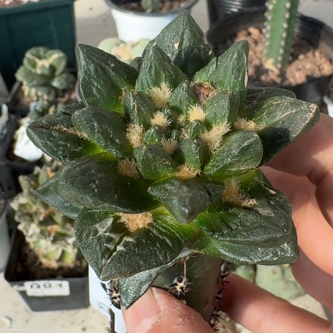 【闪购商品】村主龙角544