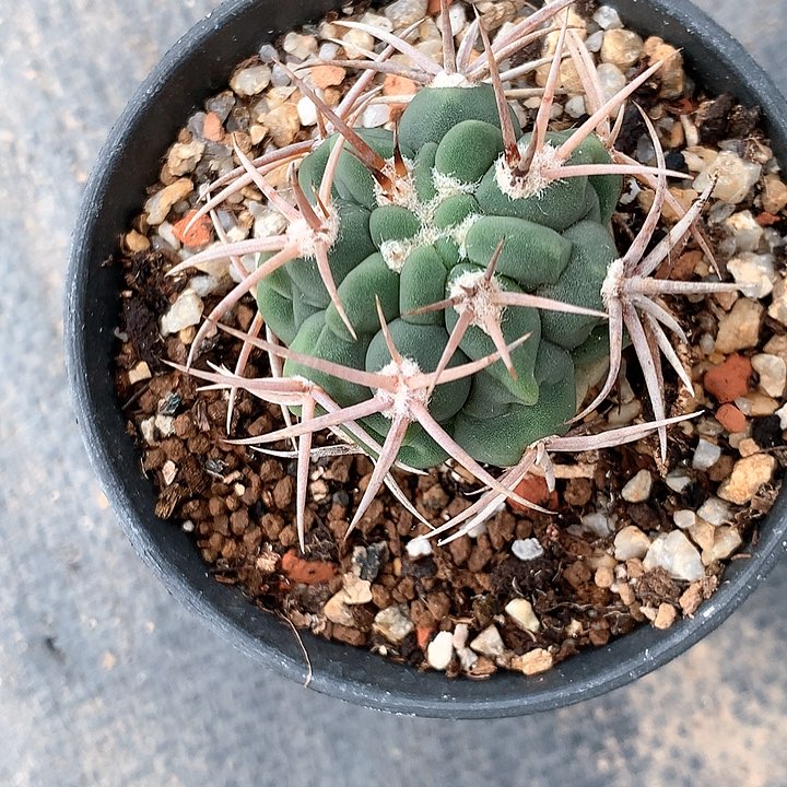 碧岩玉仙人球非常非常好看