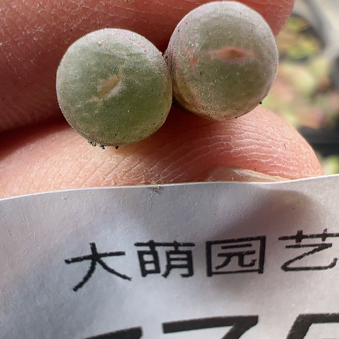 一物一拍。        775