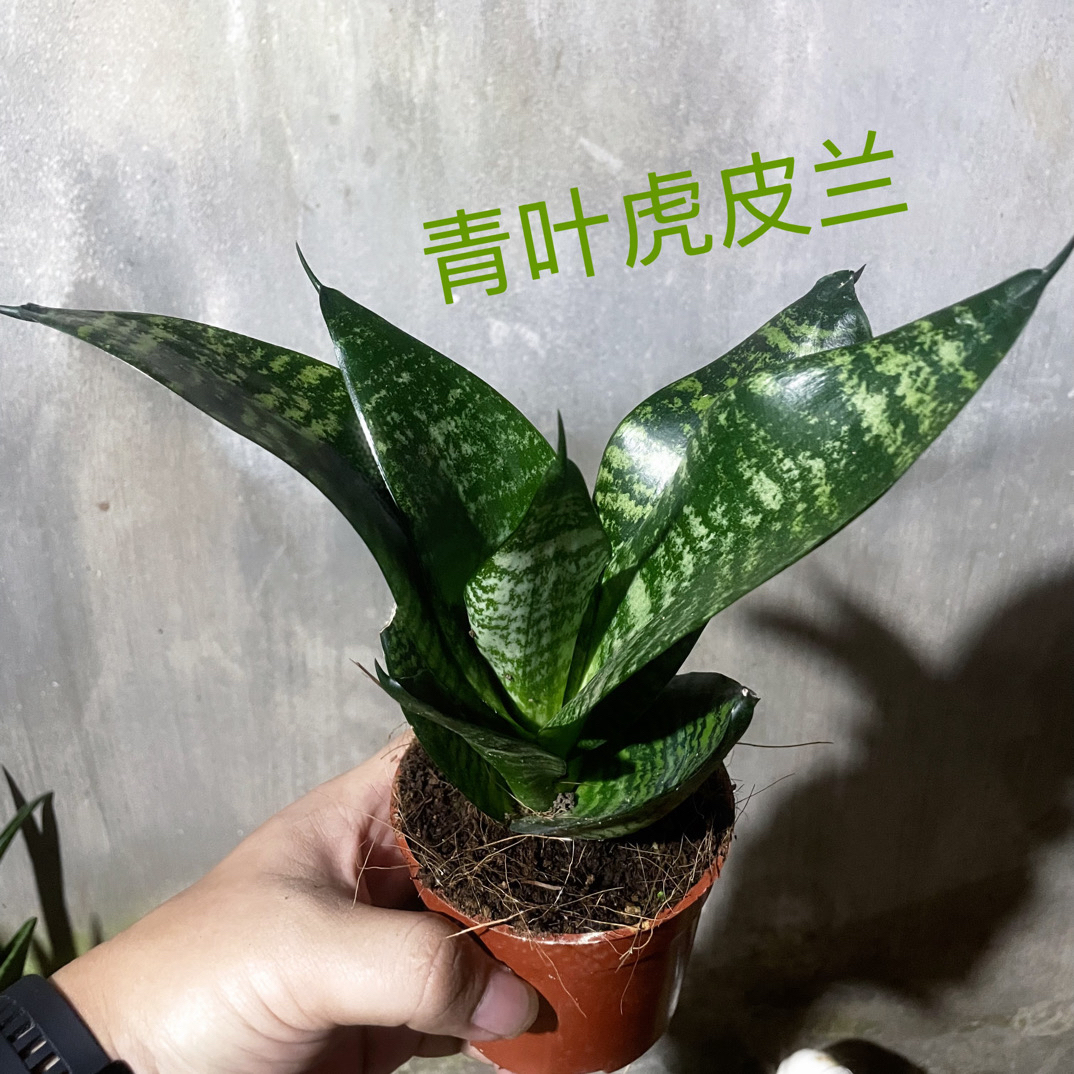 青叶虎皮兰室内好养绿植盆栽净化空气花卉