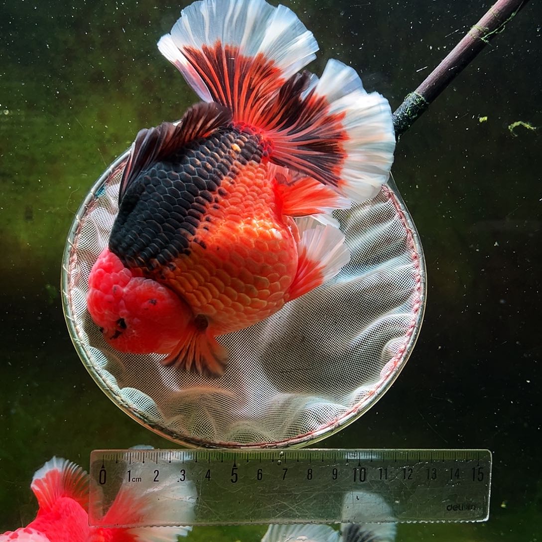 金鱼冷水金鱼百褶泰狮