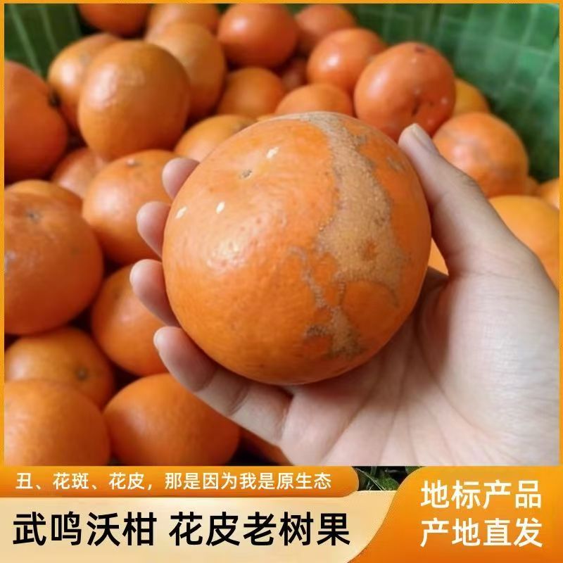 正宗武鸣老树花皮沃柑