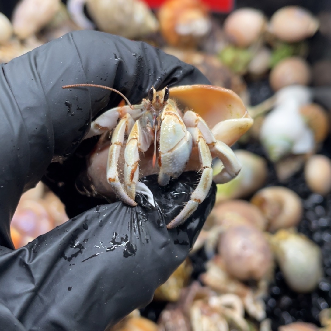 不退不换谢谢支持44