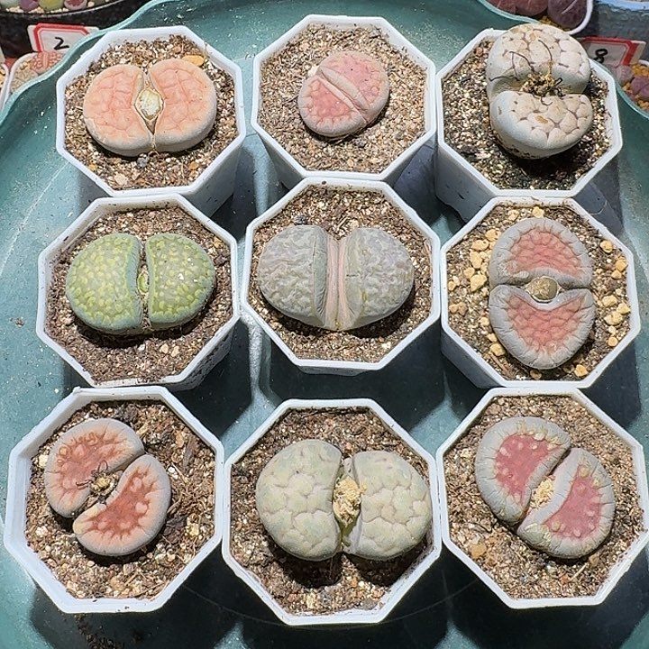 生石花111111。 无售后。  361