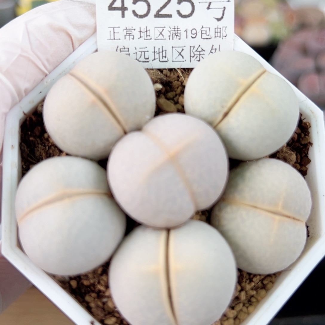 4525 好养易活生石花大母本