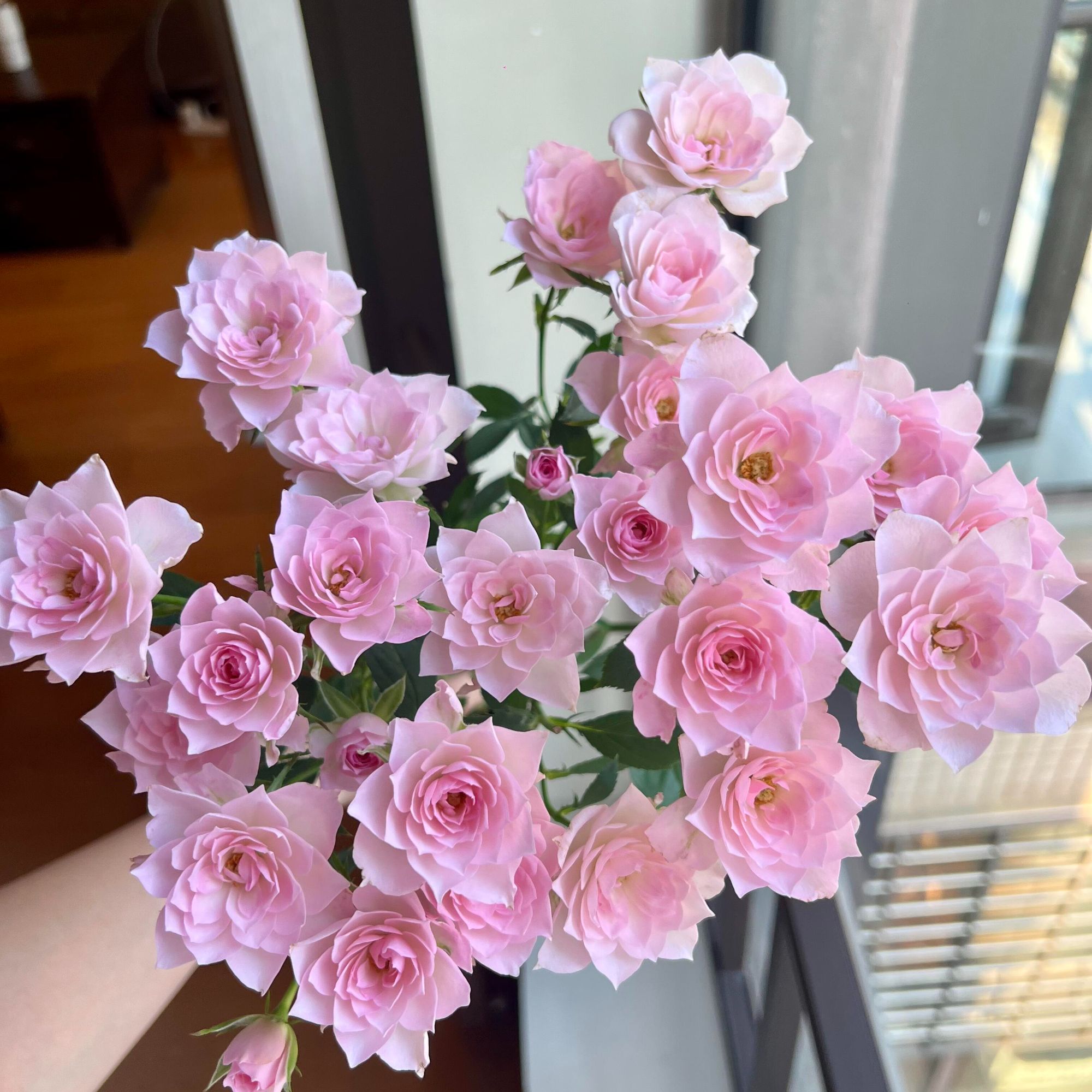 【完美甜蜜】玫瑰鲜花鲜切花插瓶摆件装饰点缀美观送礼