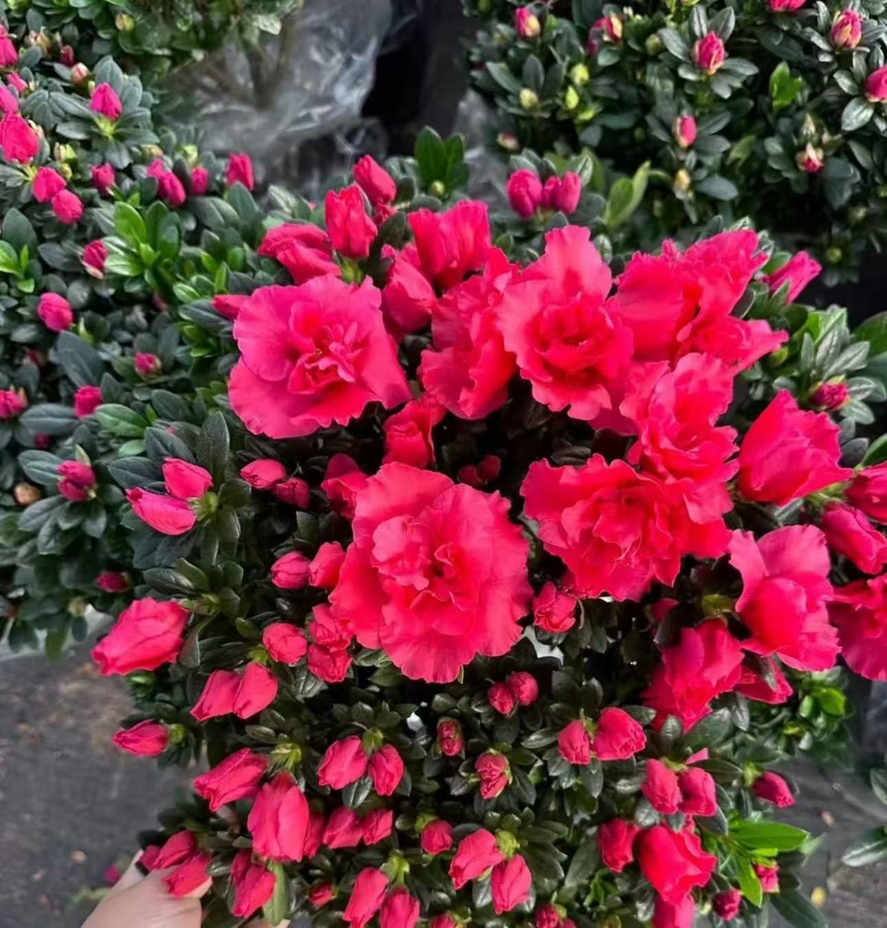 比利时红宝石四季杜鹃花室内庭院好养易活