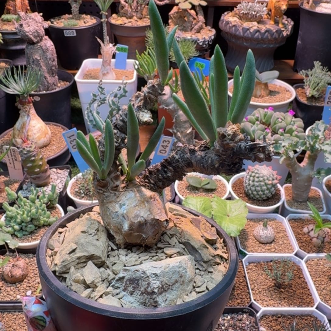 钟小馗961 仙人球