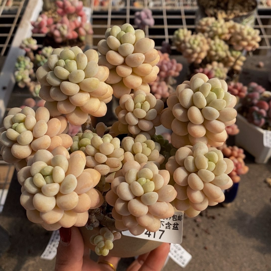 洛可可417/10cm多肉