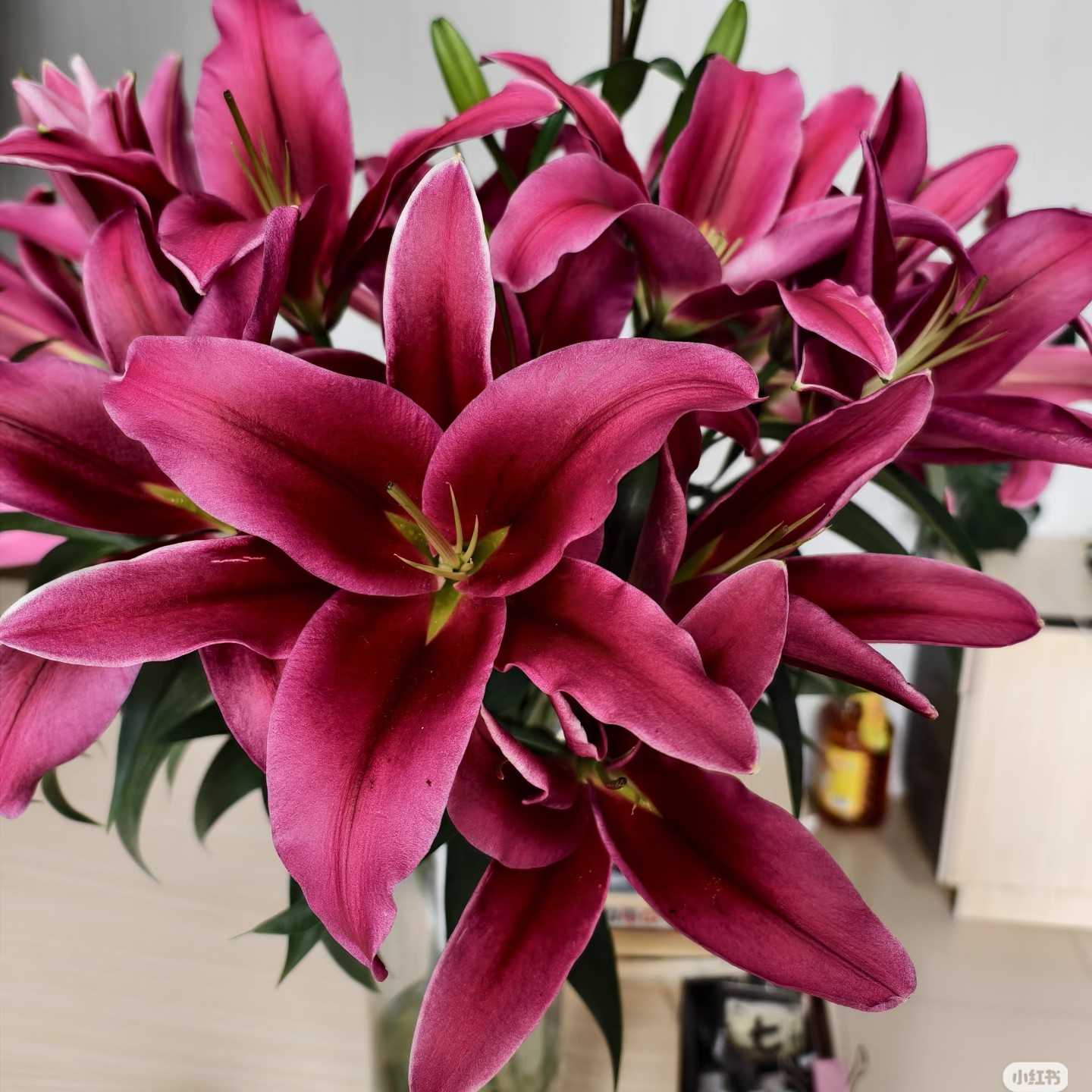 红武士香水百合，一单包邮！