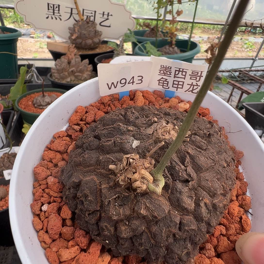 多肉植物专拍 一物一拍墨西哥943