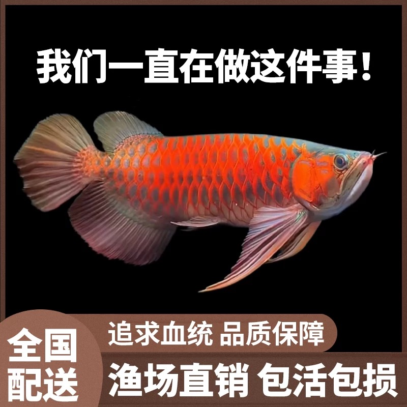 龙鱼观赏鱼金龙红龙