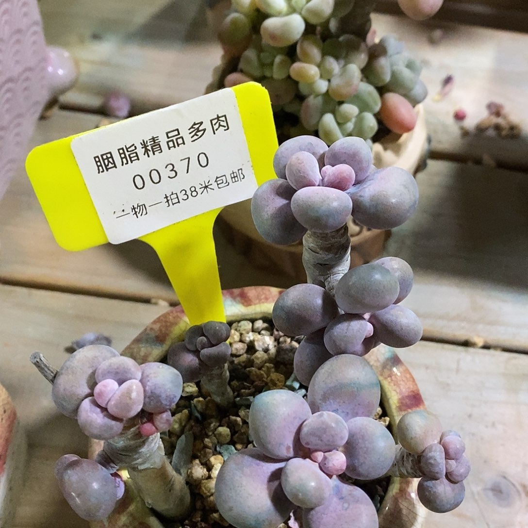 00370，楼饿了蜗牛