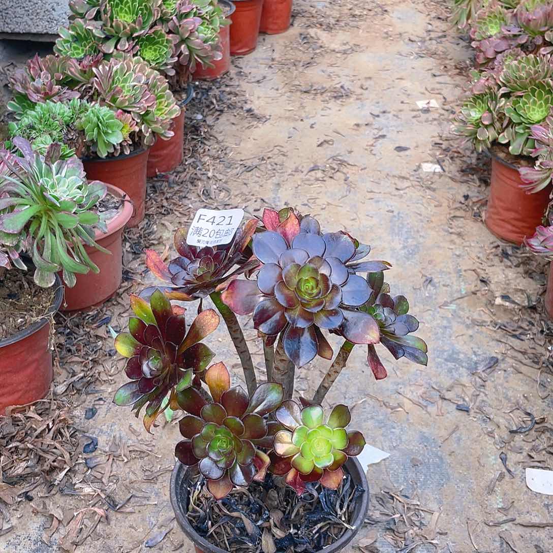 421黑法师多肉小损不包