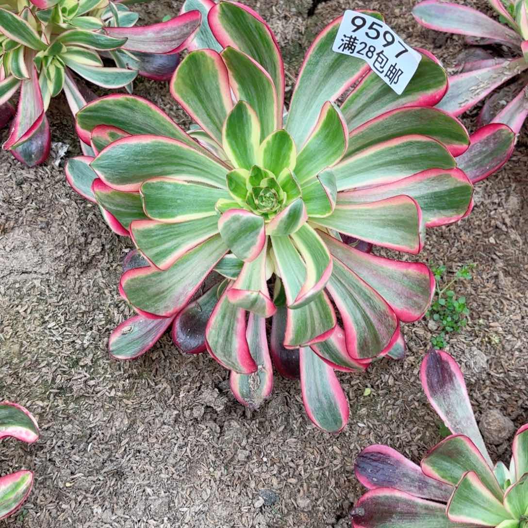 D. 9597巫毒超白多肉