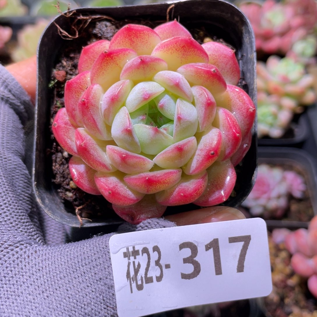 花利美23-317白桃汽水