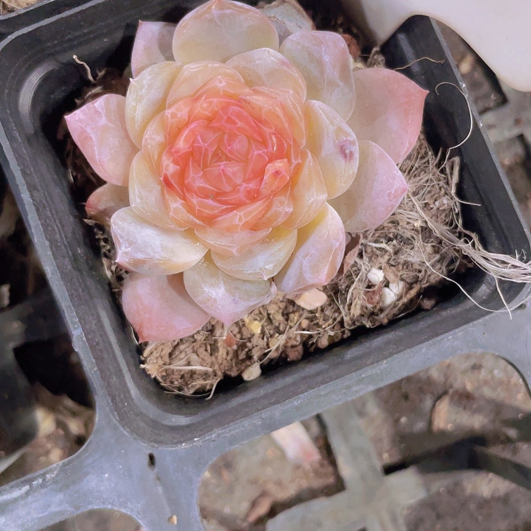 樂*?丽冰a091一物一拍