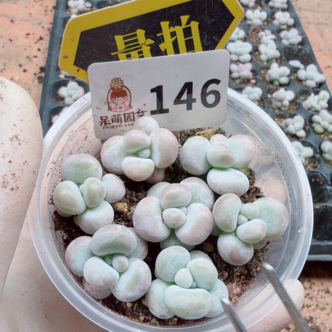多肉植物多肉植物