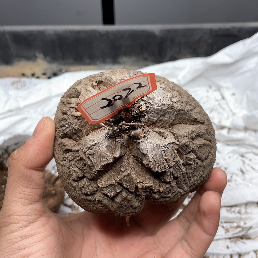 龟甲龙一物一拍2022号10cm