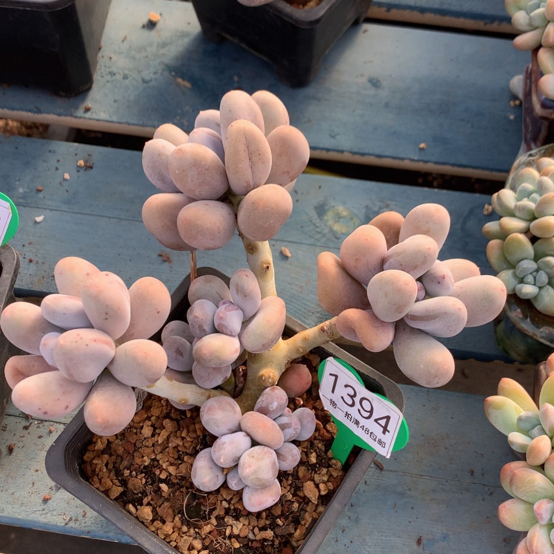 米可奶老桩小树1394