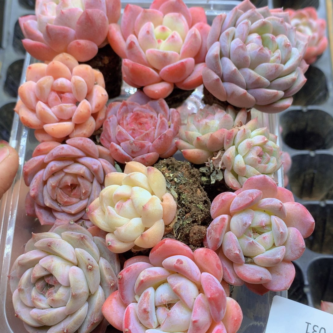 我要去看你了啊我的天啊031