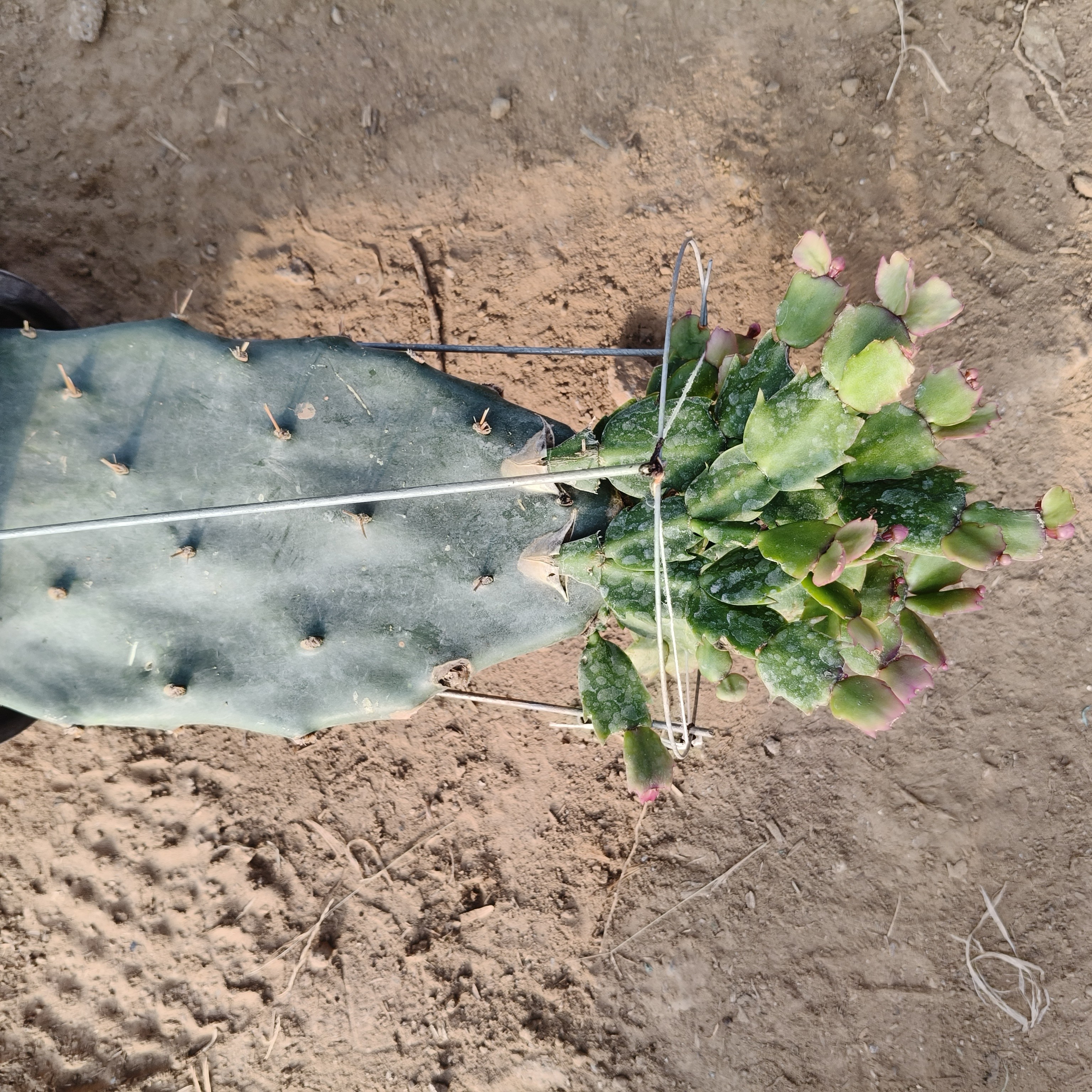 一层蟹爪处理款无售后一物一拍，写字后不支持退单