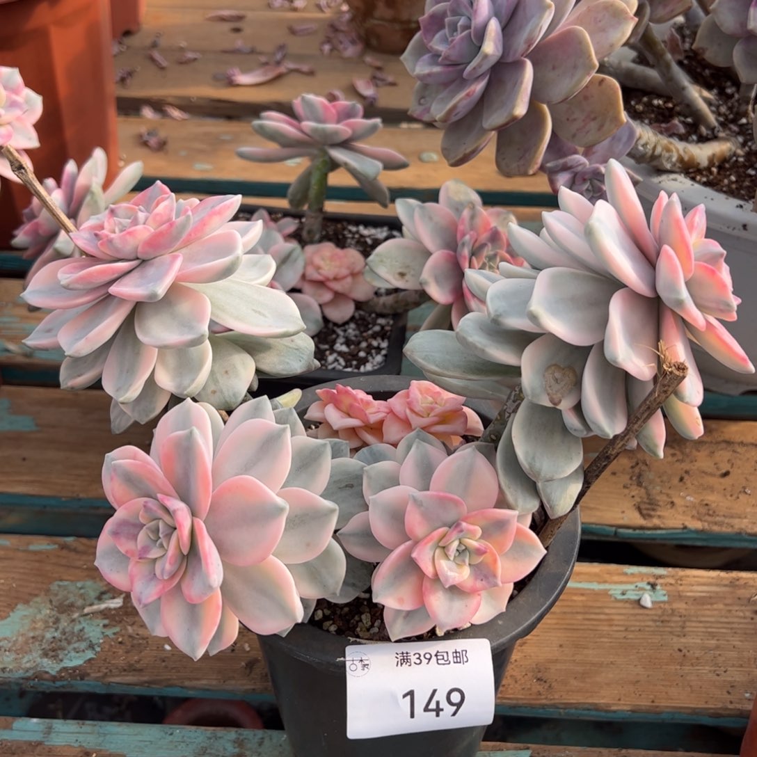 149多肉植物盆栽花卉