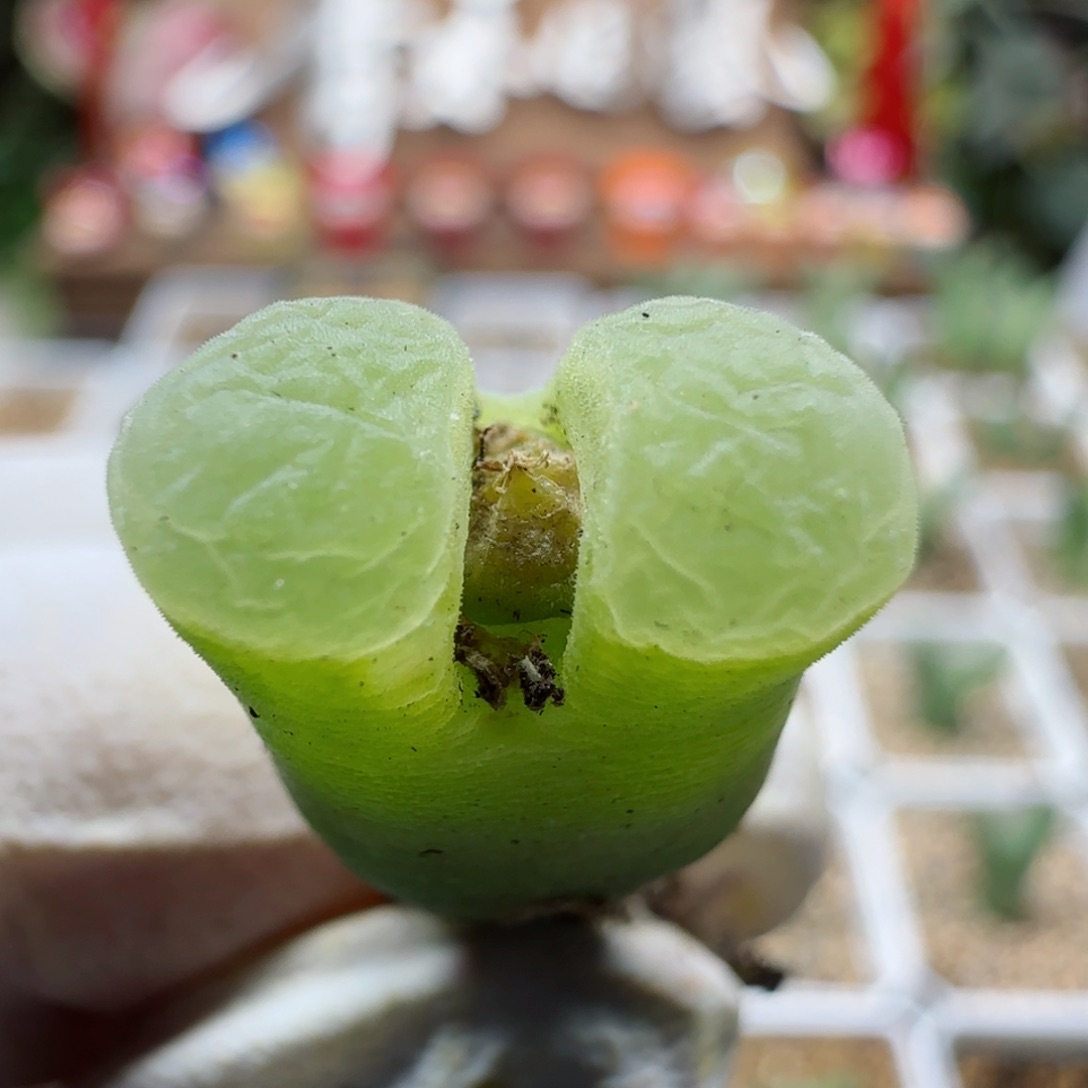 2-21-237当天满58包邮极窗风铃1.3cm新头2头多肉