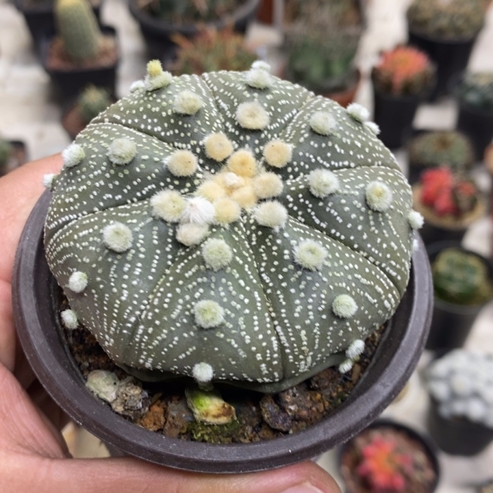 实生超兜缺水特价3