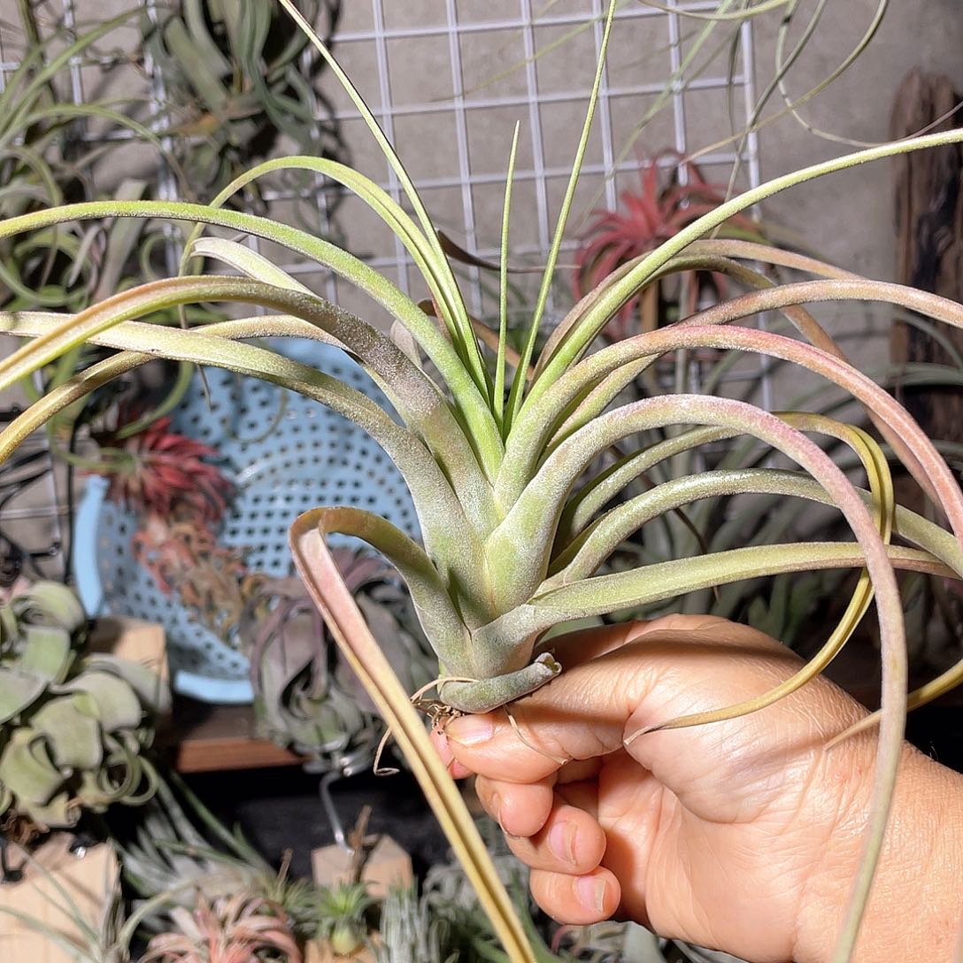 晚霞46号空气凤梨