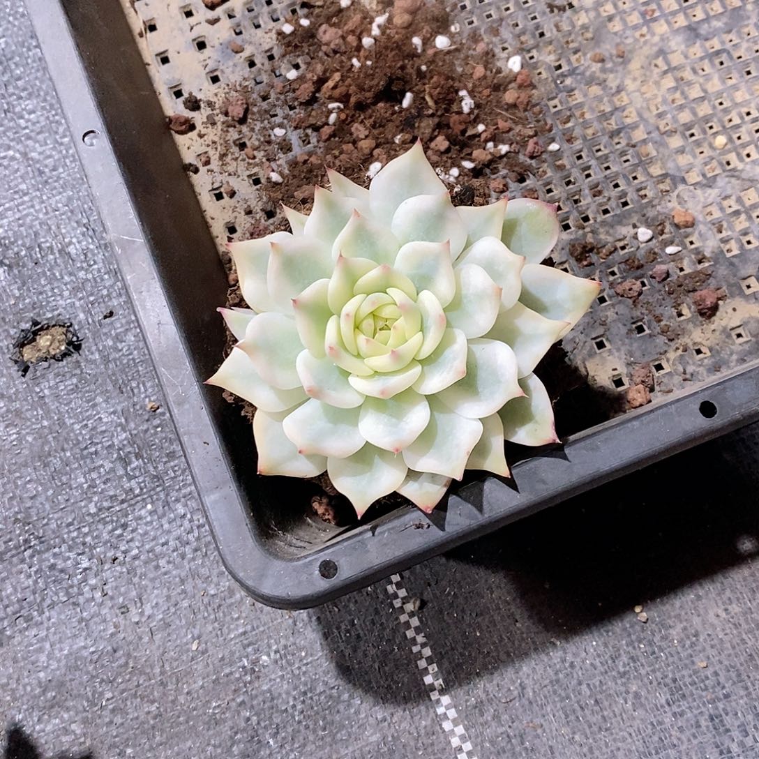 牛***蕉吉娃娃锦多肉植物老桩