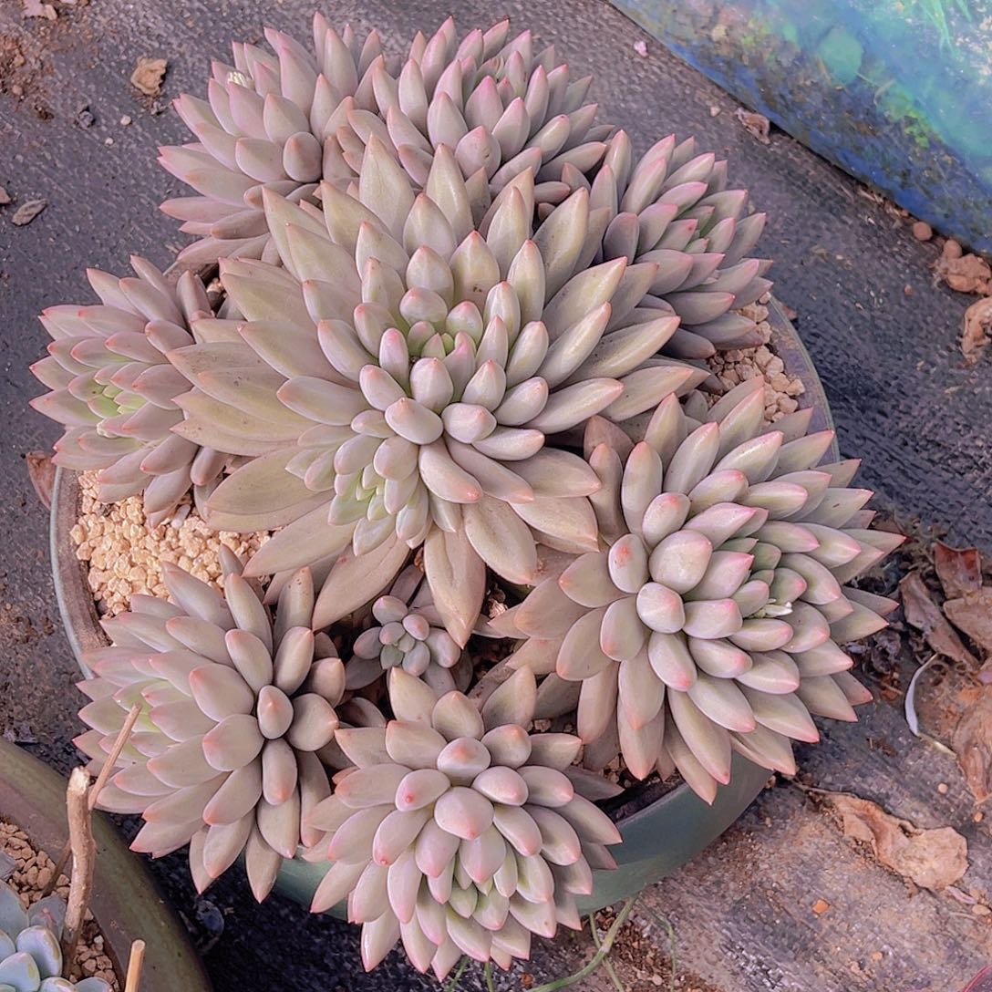 沧***枫水晶球00000000000000