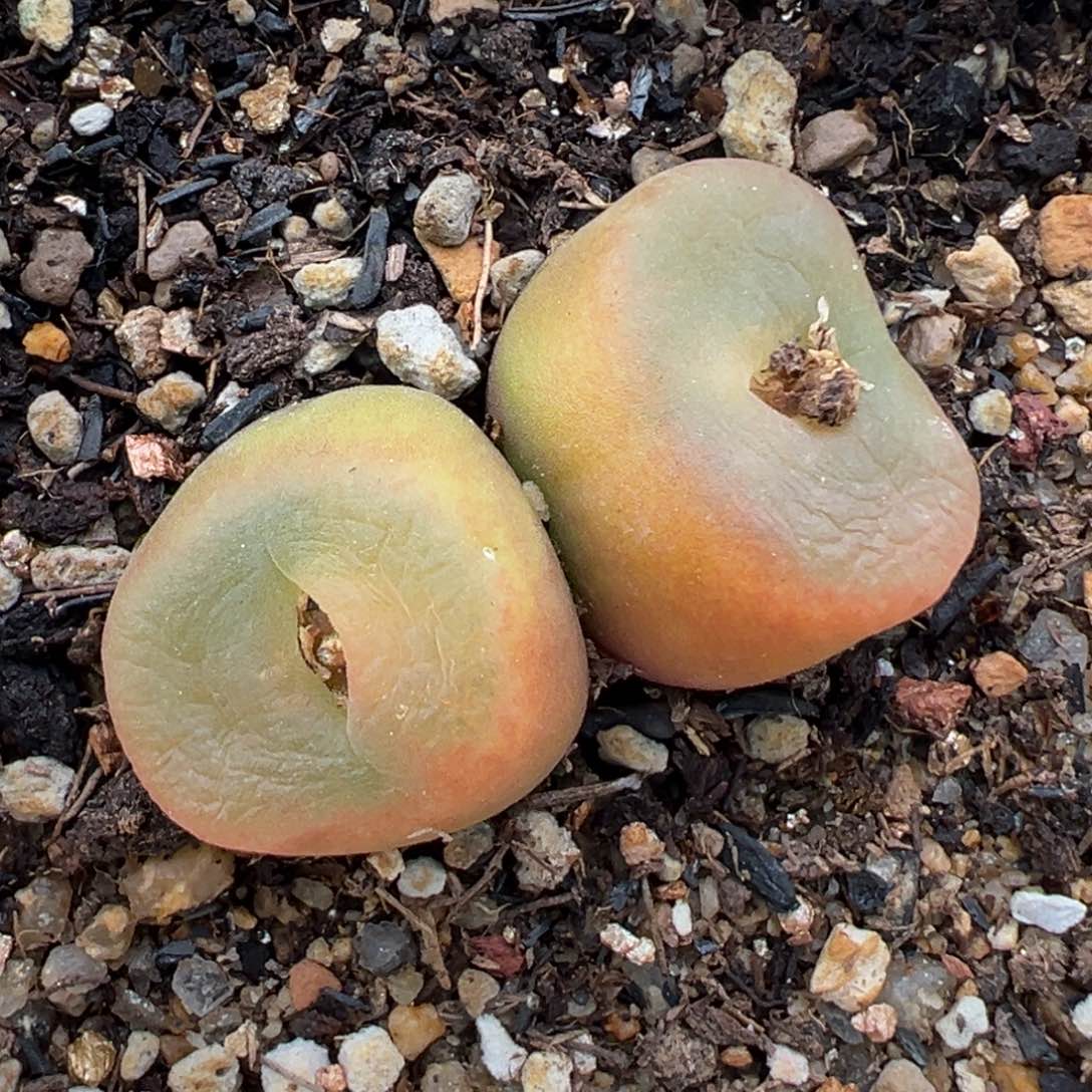 1.17好看的多肉375