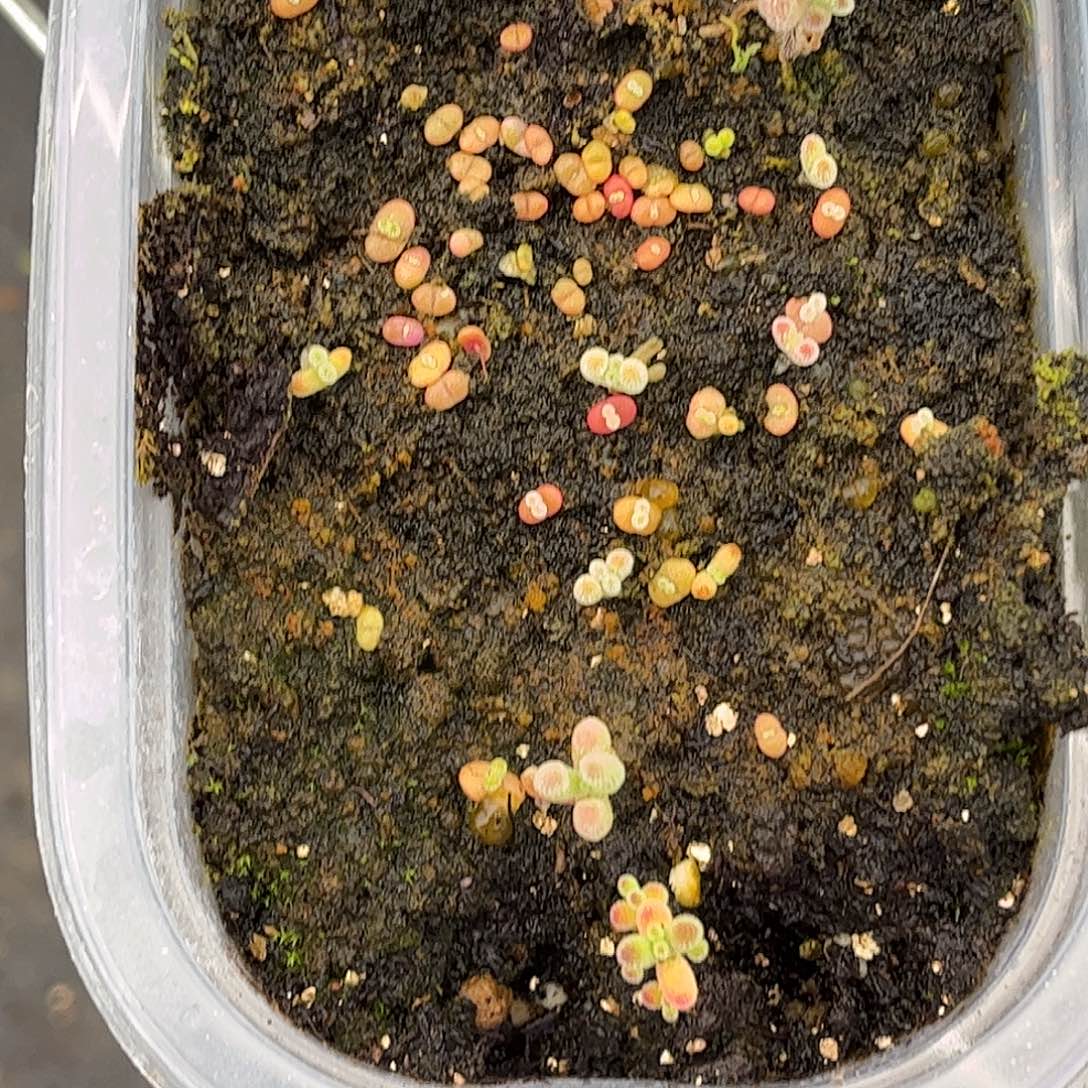 ****宝混播切糕优选枝干