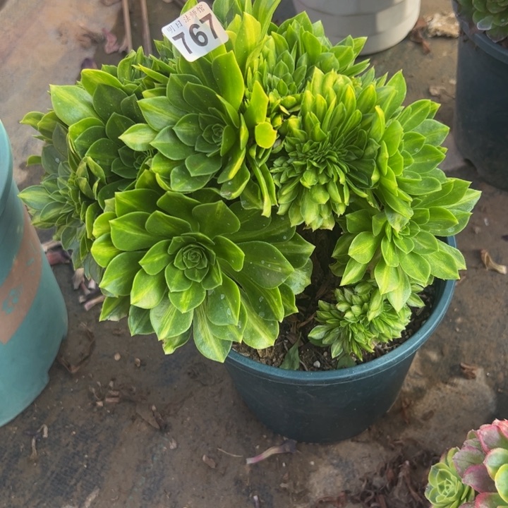 翡翠琉璃缀767多肉法师一物一拍