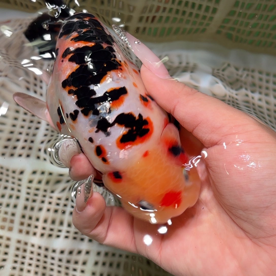 等***待金鱼拍包装包邮，不拍包装运费到付