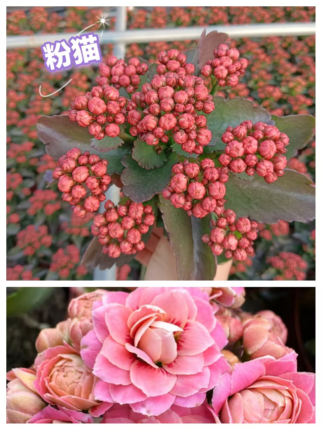 粉猫，长寿花110原盆原土