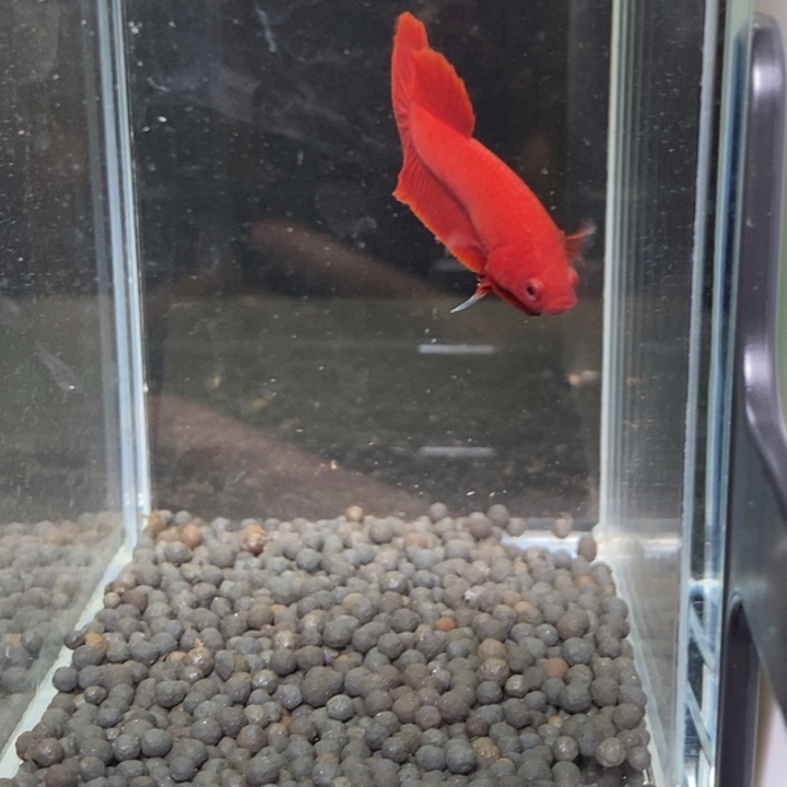 斗鱼泰国斗鱼60号