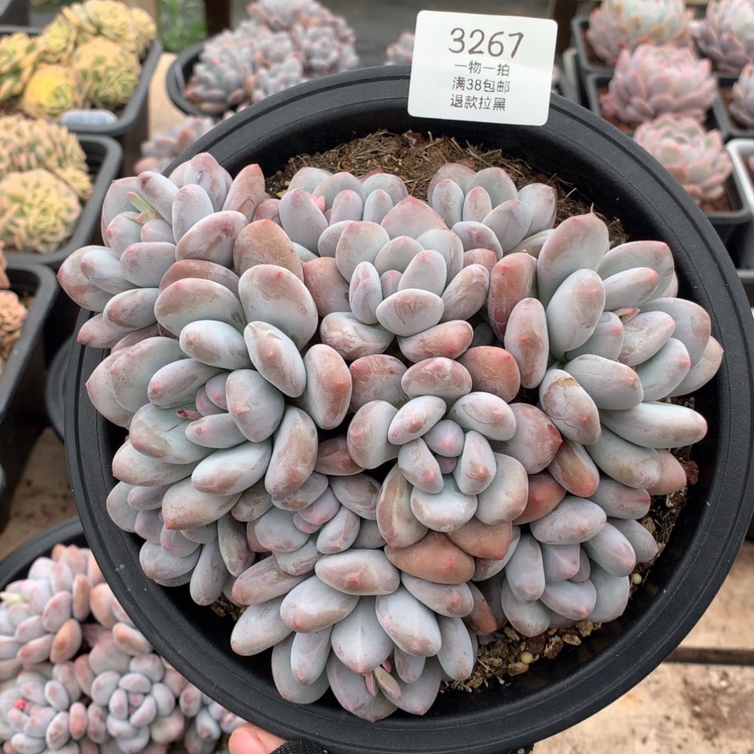 18厘米11头无砍香水多肉3267