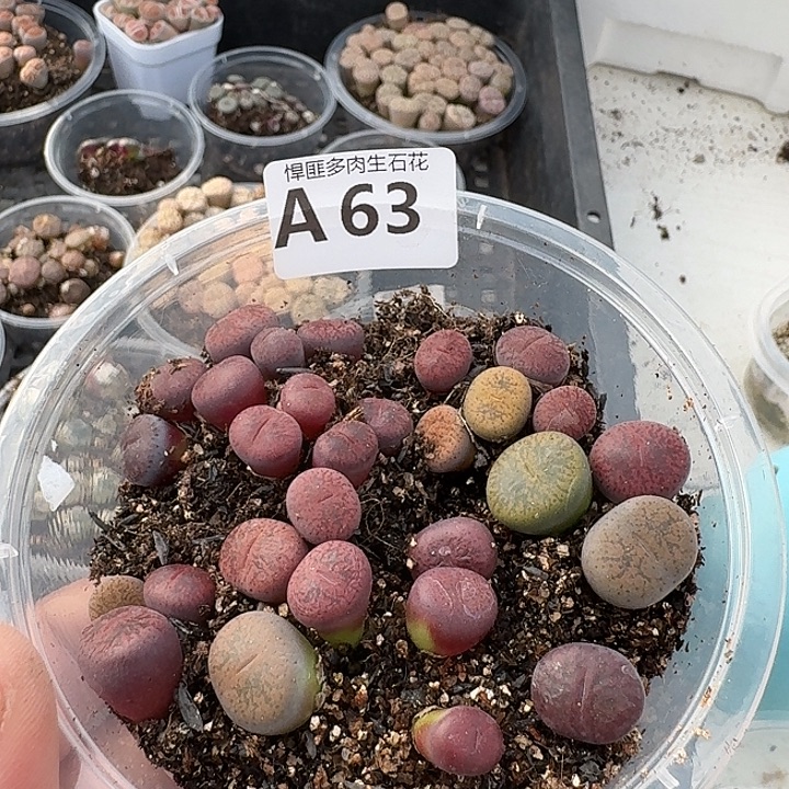 63多肉植物多肉植物