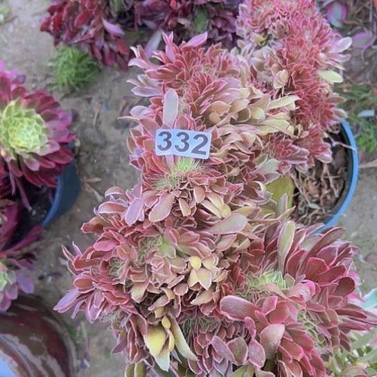 培***堂多肉植物一个