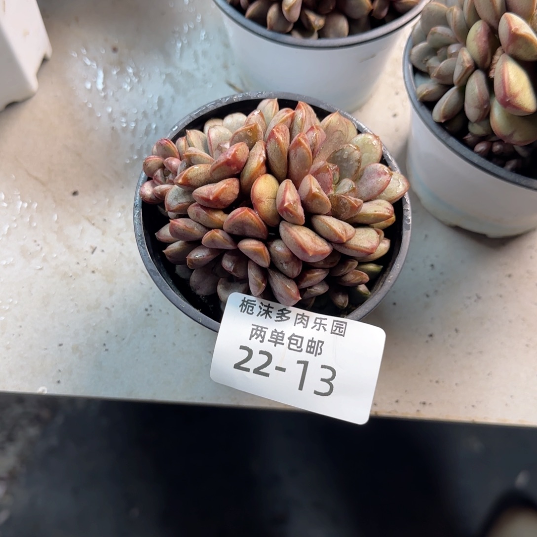 大***恼22-13葡萄多肉植物